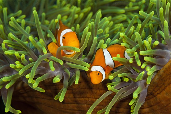 Pair of orange-ringed anemonefish