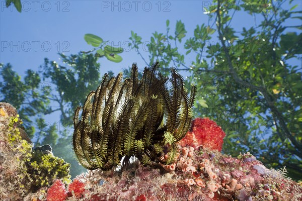 Feather star on reef top