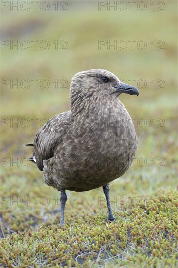 Skua