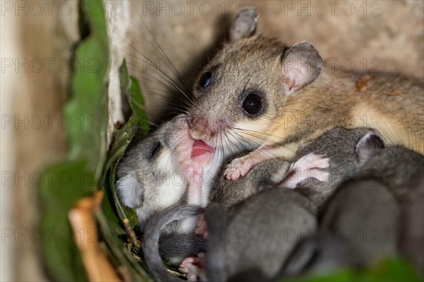 Edible dormouse