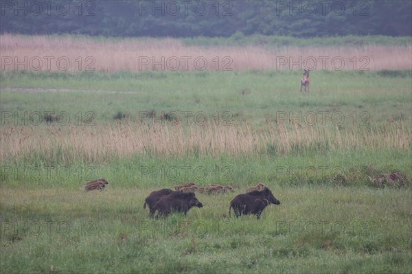 Wild boar