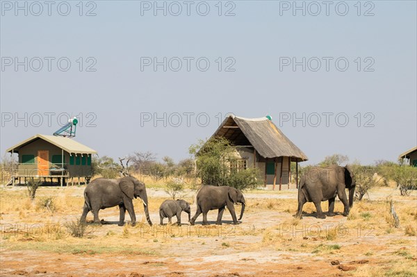 African elephant