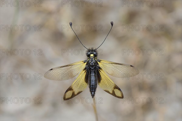 Cretan butterfly shad