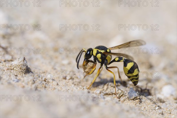 Potter wasp