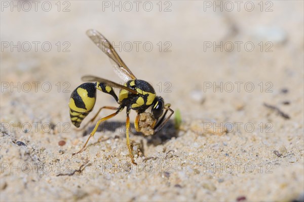 Potter wasp