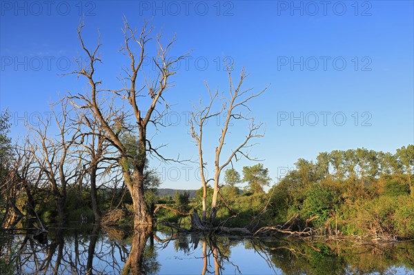 Danube-U