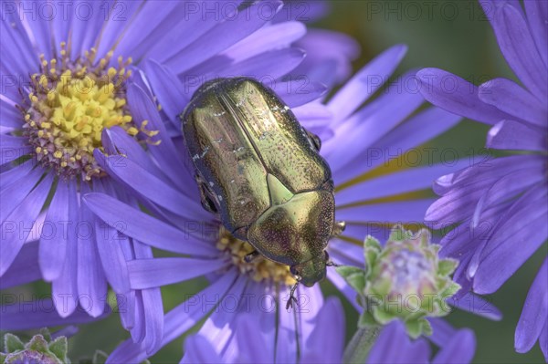 Golden Shining Rose Beetle