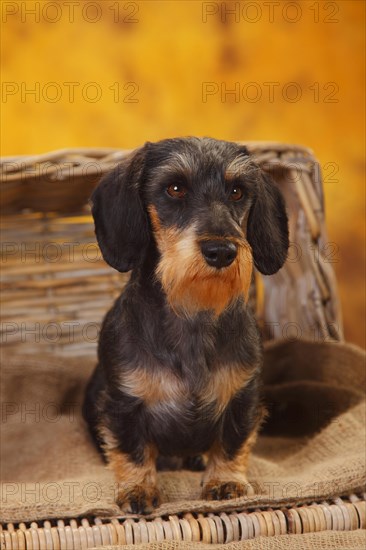 Dwarf grey hair dachshund