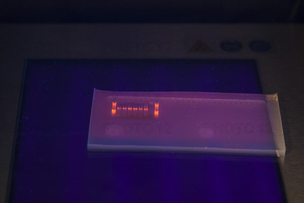 DNA gel electrophoresis for the detection of nucleic acids in the Biology Department at the University of Duisburg-Essen. DNA is made visible by means of UV light