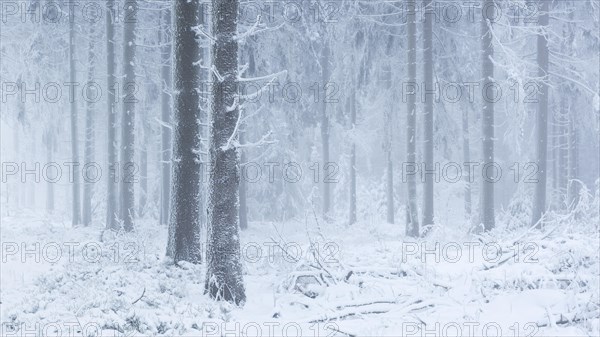 Spruce forest in winter with snow