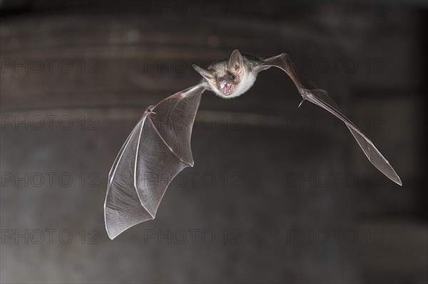 Greater mouse-eared bat