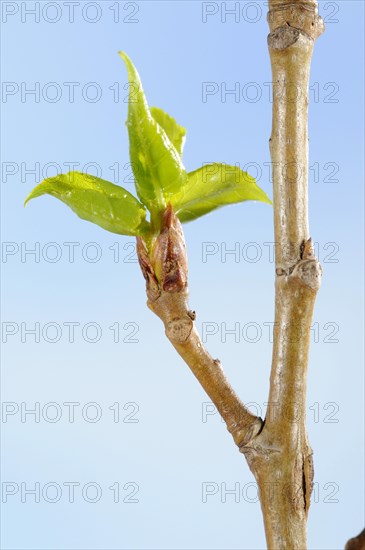 Black poplar