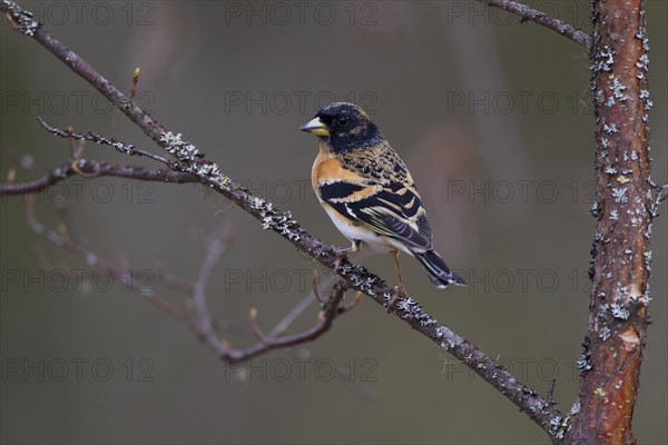 Brambling