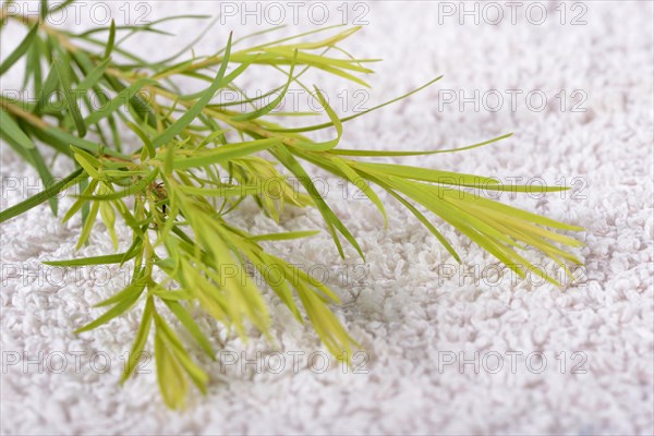 Tea tree