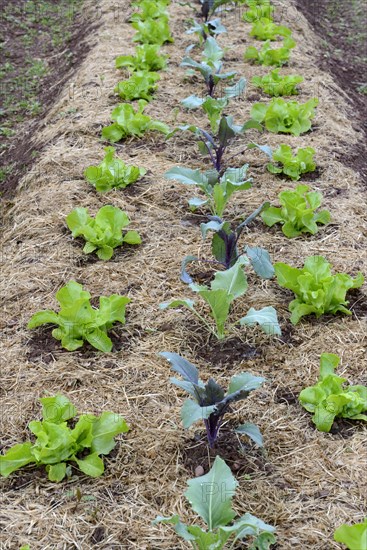 Vegetable patch with lettuce and kohlrabi
