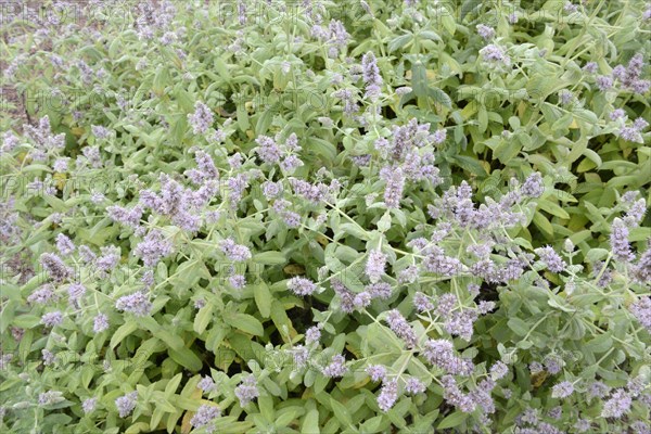 Horse mint