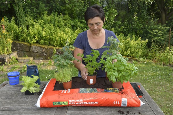 Bag of garden soil planted with tomatoes and cruciferous plants