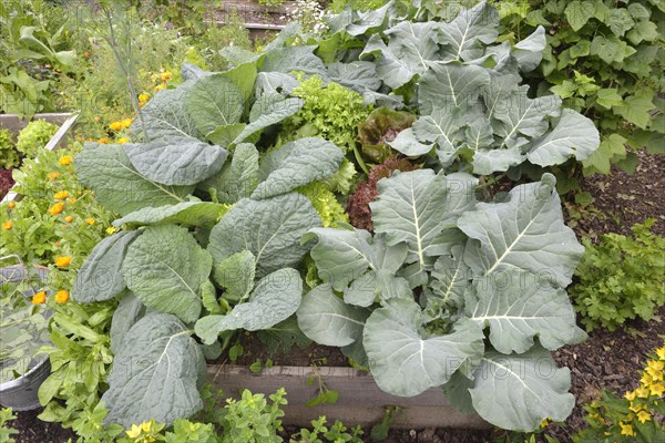 Vegetable patch with broccoli