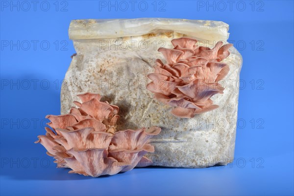 Pink oyster mushroom