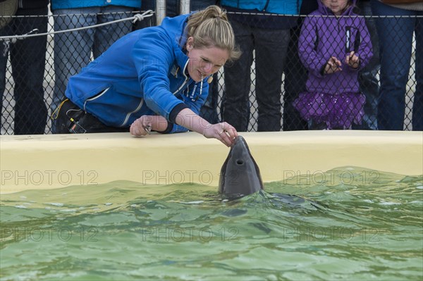 Harbour porpoise