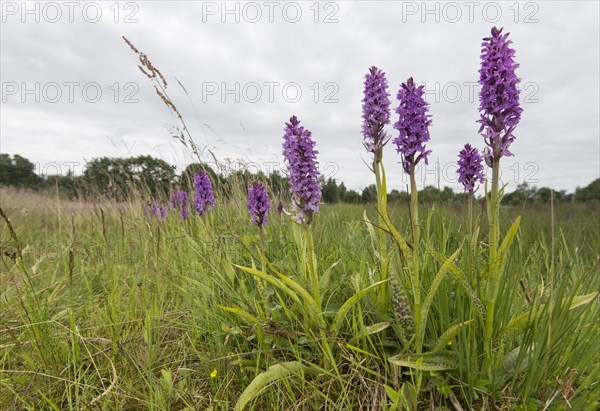 Southern marsh orchid