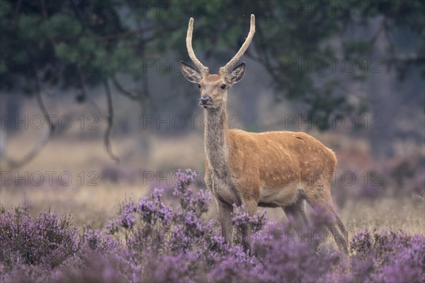 Red deer