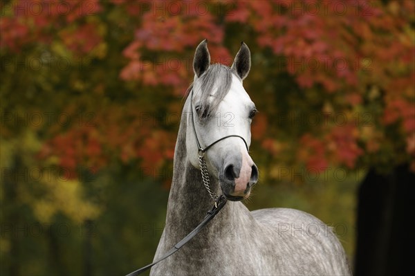 Arabian thoroughbred