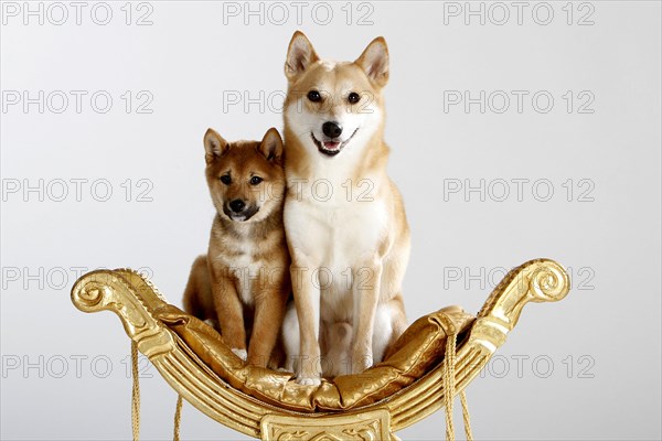 Shiba-Inus