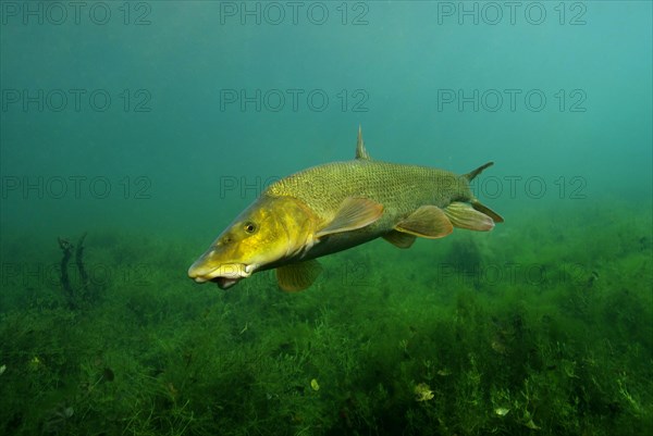 Common barbel