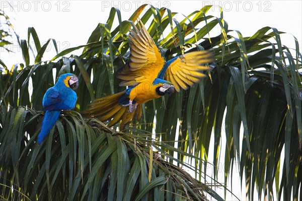 Blue and yellow macaw