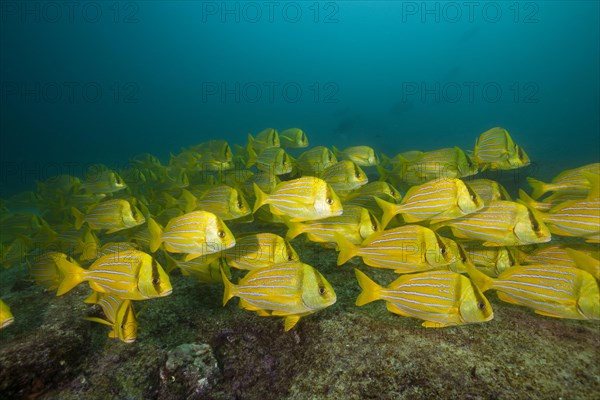 Shoal of panama pigfish