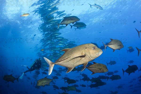 Black Trevally