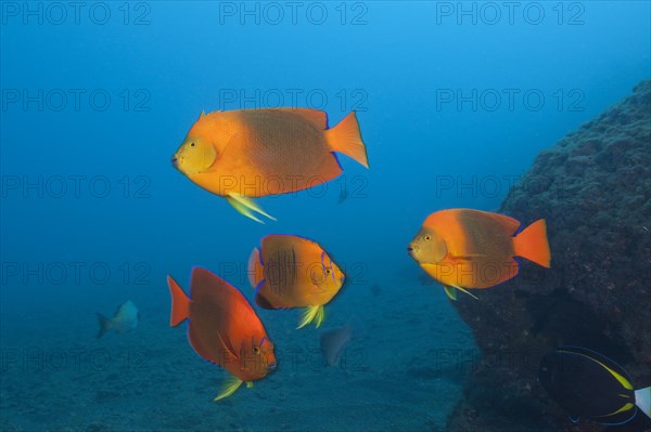 Clarion angelfishes