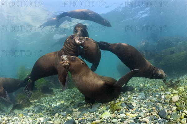 California Sea Lion