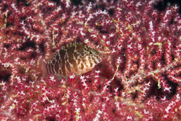 Spotted hawkfish