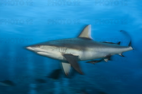 Grey reef shark