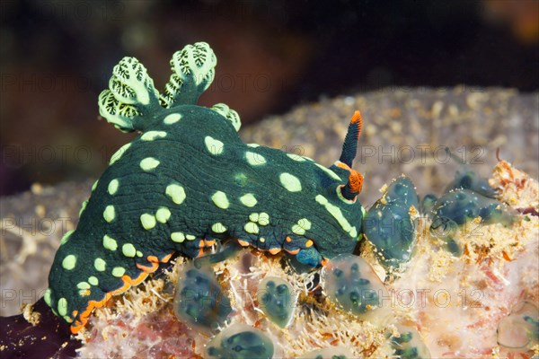 Green neon star snail