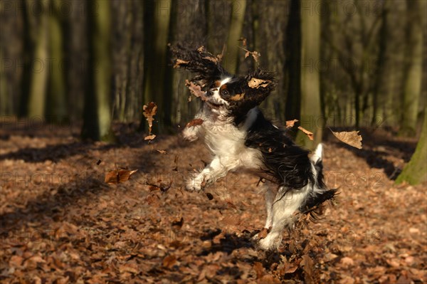 Cavalier King Charles Spaniel