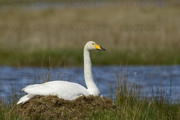 Whooper swan