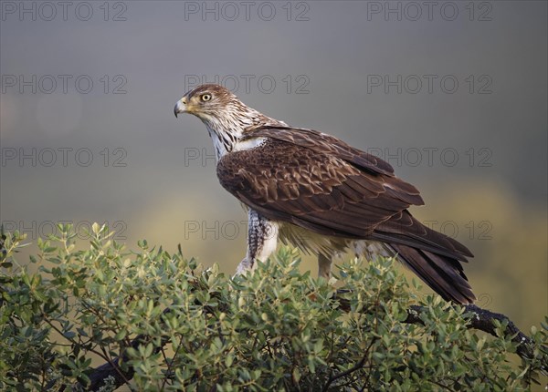 Bonelli's eagle