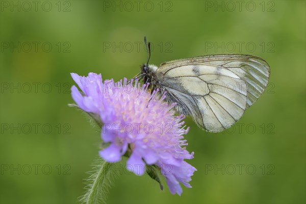 Male Black Apollo