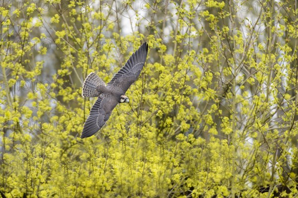 Lanner falcon