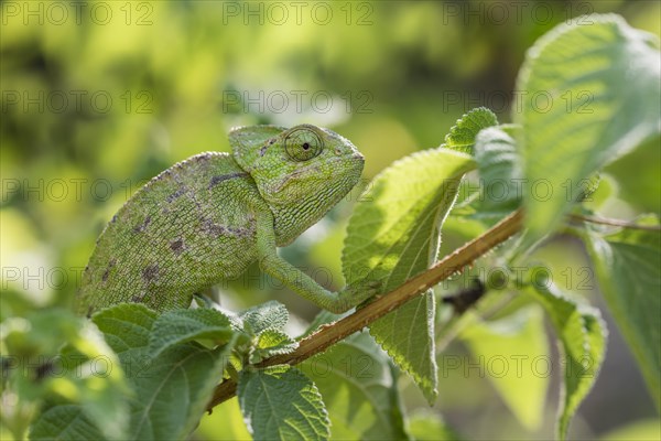 Mediterranean chameleon