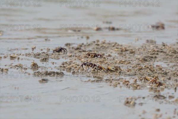 Male European fiddler crab