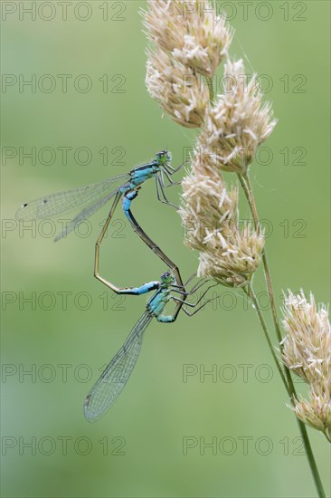 White-legged damselfly