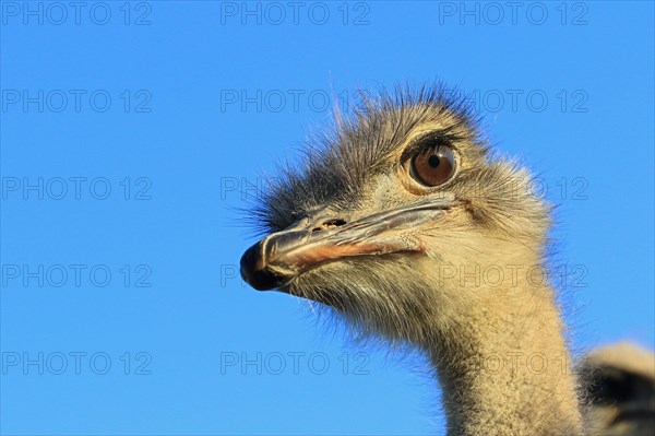 Ostrich