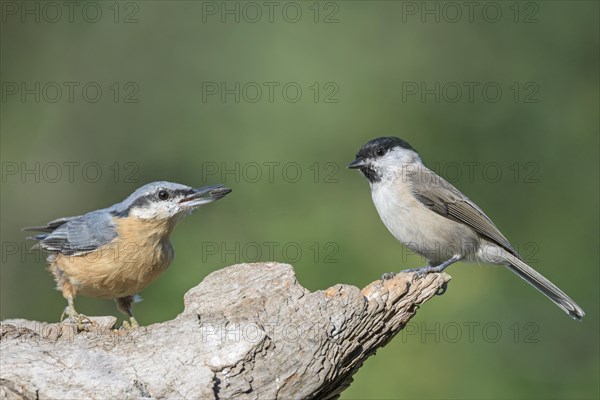 Nuthatch