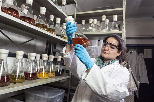 Scientist examining samples in the fungus room at the Institute of Pharmaceutical Biology and Biotechnology at Heinrich Heine University Duesseldorf