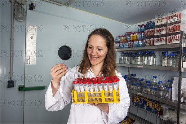 Scientist in the cold room at 4 degrees in the genetic engineering department in the faculty of biology at the University of Duisburg-Essen