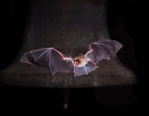 Greater mouse-eared bat